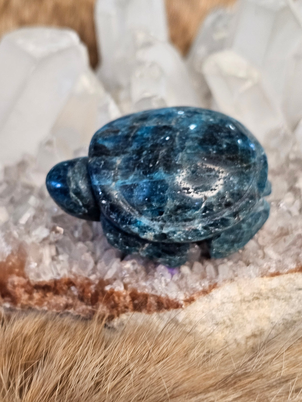 Blue apatite turtle