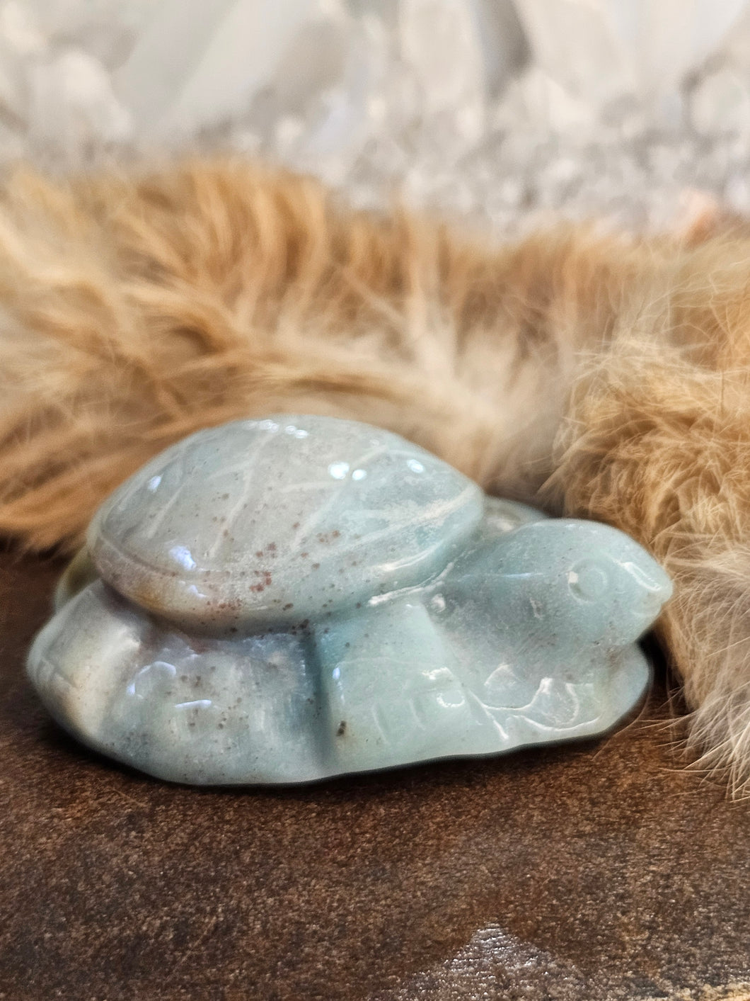 Caribbean calcite turtle