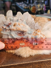 Load image into Gallery viewer, Caribbean calcite dragon head
