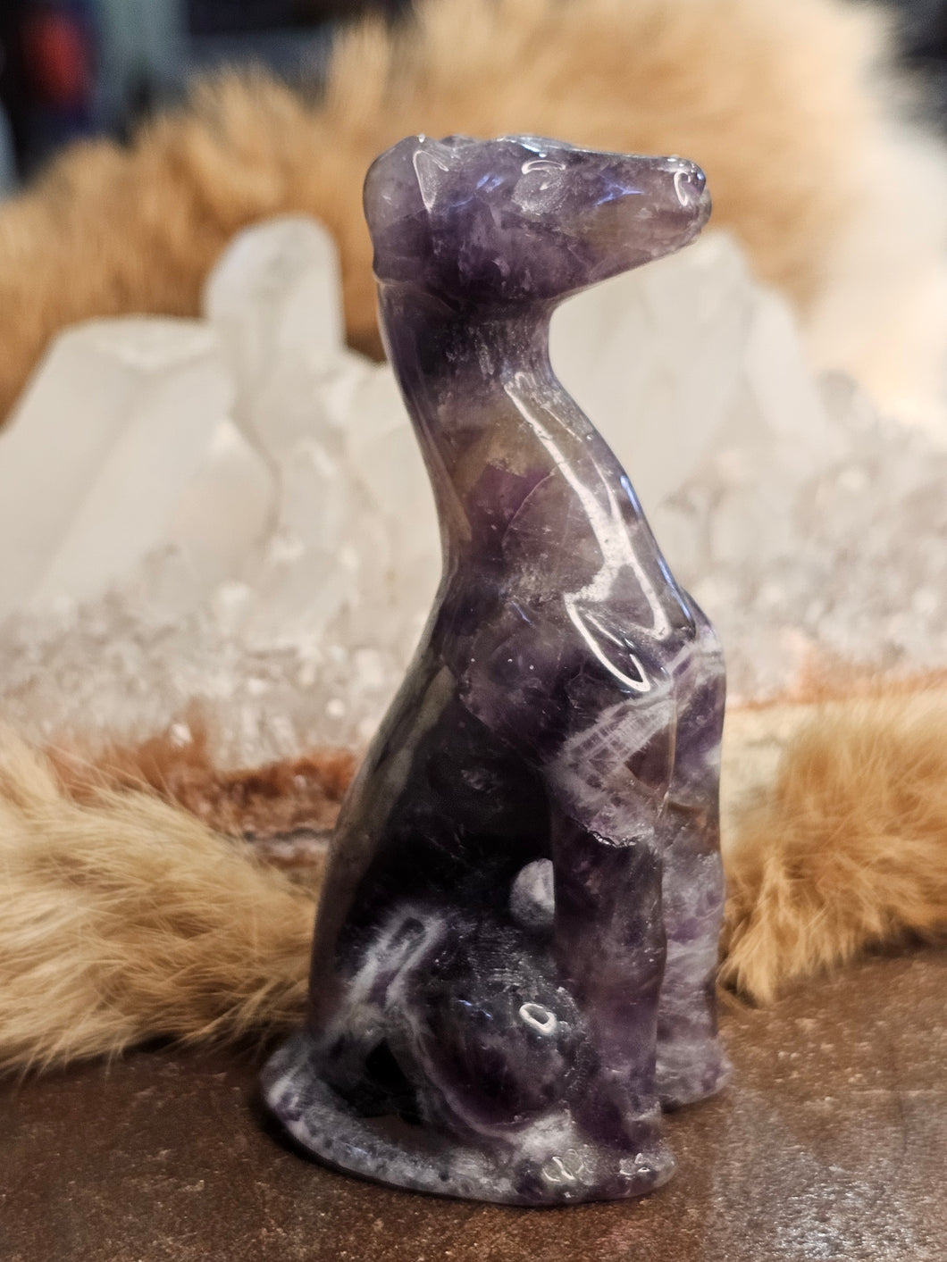 Amethyst dog